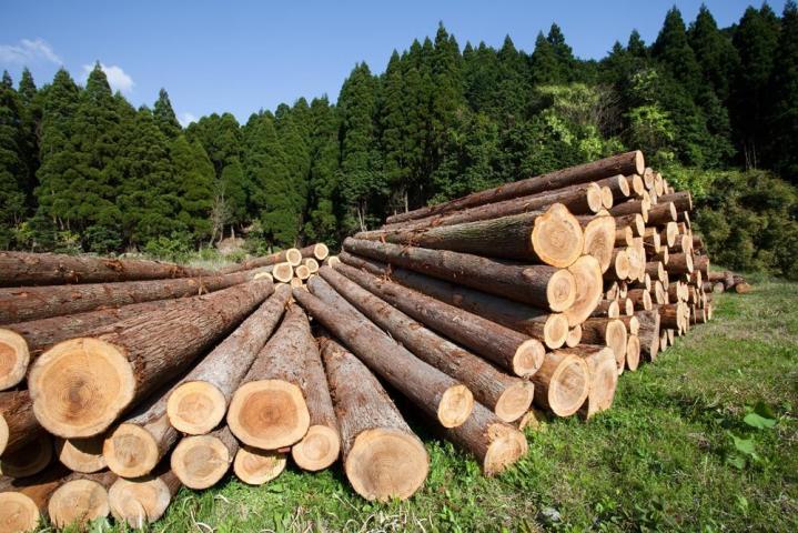 Achat de bois sur pieds Héry