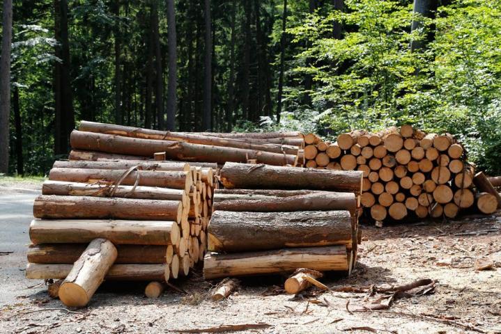 Achat de bois sur pieds Héry